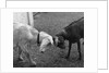 a Black & A White Goat Butting Heads by Anonymous