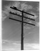 1940s Cat Sitting On A Power Line Telephone Pole Stranded Alone Outdoor by Anonymous