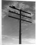 1940s Cat Sitting On A Power Line Telephone Pole Stranded Alone Outdoor by Anonymous