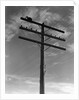 1940s Cat Sitting On A Power Line Telephone Pole Stranded Alone Outdoor by Anonymous