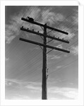 1940s Cat Sitting On A Power Line Telephone Pole Stranded Alone Outdoor by Anonymous