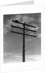 1940s Cat Sitting On A Power Line Telephone Pole Stranded Alone Outdoor by Anonymous