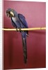 1960s Purple Hyacinthine Macaw On Perch In Philadelphia Zoo by Anonymous