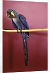 1960s Purple Hyacinthine Macaw On Perch In Philadelphia Zoo by Anonymous
