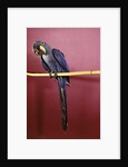 1960s Purple Hyacinthine Macaw On Perch In Philadelphia Zoo by Anonymous