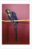 1960s Purple Hyacinthine Macaw On Perch In Philadelphia Zoo by Anonymous