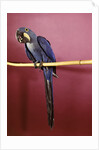 1960s Purple Hyacinthine Macaw On Perch In Philadelphia Zoo by Anonymous