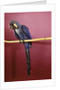 1960s Purple Hyacinthine Macaw On Perch In Philadelphia Zoo by Anonymous