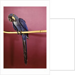 1960s Purple Hyacinthine Macaw On Perch In Philadelphia Zoo by Anonymous