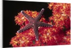 Warty Sea Star on Soft Coral by Anonymous