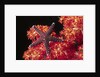 Warty Sea Star on Soft Coral by Anonymous