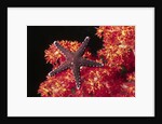 Warty Sea Star on Soft Coral by Anonymous