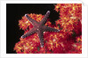 Warty Sea Star on Soft Coral by Anonymous