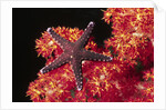 Warty Sea Star on Soft Coral by Anonymous