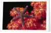 Warty Sea Star on Soft Coral by Anonymous