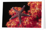 Warty Sea Star on Soft Coral by Anonymous