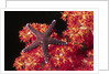 Warty Sea Star on Soft Coral by Anonymous