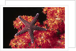 Warty Sea Star on Soft Coral by Anonymous
