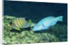 Regal Angelfish and Parrotfish by Anonymous
