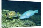 Regal Angelfish and Parrotfish by Anonymous