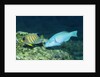 Regal Angelfish and Parrotfish by Anonymous