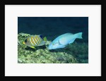 Regal Angelfish and Parrotfish by Anonymous