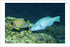 Regal Angelfish and Parrotfish by Anonymous