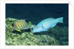 Regal Angelfish and Parrotfish by Anonymous