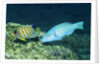 Regal Angelfish and Parrotfish by Anonymous