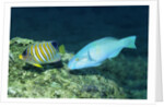 Regal Angelfish and Parrotfish by Anonymous