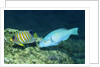 Regal Angelfish and Parrotfish by Anonymous