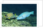 Regal Angelfish and Parrotfish by Anonymous