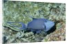 Redtooth Triggerfish by Anonymous