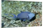 Redtooth Triggerfish by Anonymous