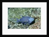 Redtooth Triggerfish by Anonymous