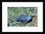 Redtooth Triggerfish by Anonymous