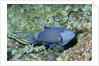 Redtooth Triggerfish by Anonymous