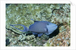 Redtooth Triggerfish by Anonymous