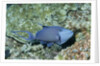 Redtooth Triggerfish by Anonymous