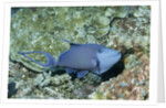 Redtooth Triggerfish by Anonymous