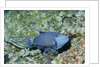 Redtooth Triggerfish by Anonymous