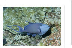 Redtooth Triggerfish by Anonymous