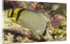 Vagabond Butterfly fish by Anonymous