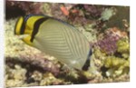 Vagabond Butterfly fish by Anonymous
