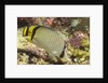 Vagabond Butterfly fish by Anonymous