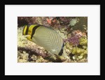 Vagabond Butterfly fish by Anonymous