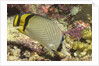Vagabond Butterfly fish by Anonymous
