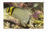 Vagabond Butterfly fish by Anonymous