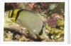 Vagabond Butterfly fish by Anonymous