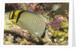 Vagabond Butterfly fish by Anonymous